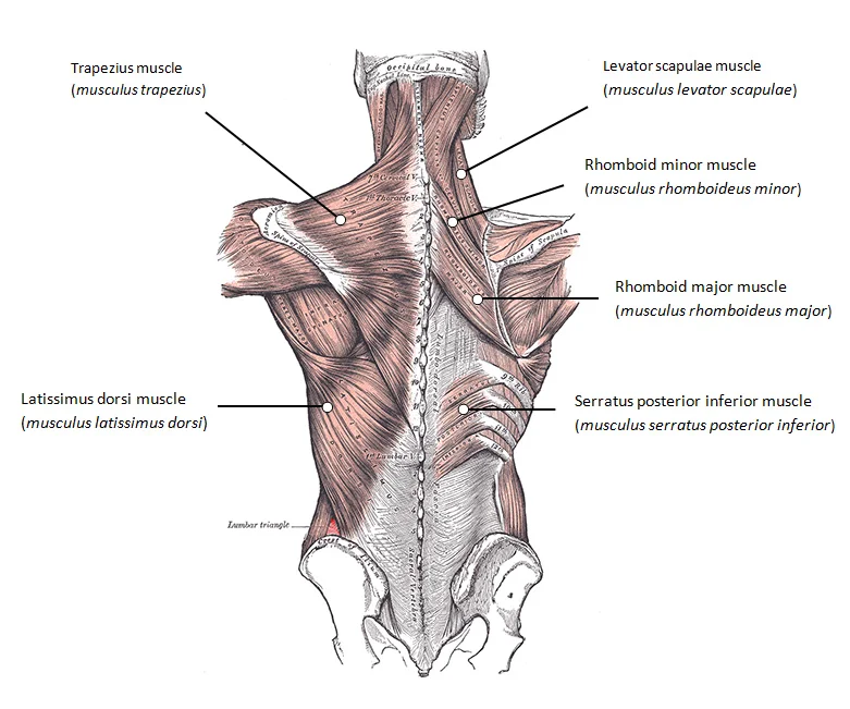 There's a lot going on back here, and there are many layers of myofascial tissue that can be strong, weak, flexible, inflexible, and pain provoking. 
