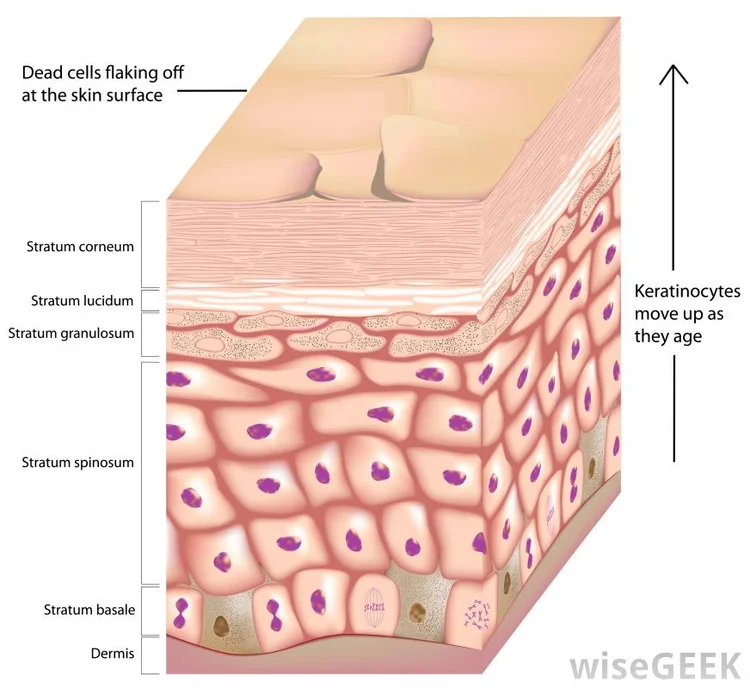 Anatomy of a callus — Musicians' Health Collective
