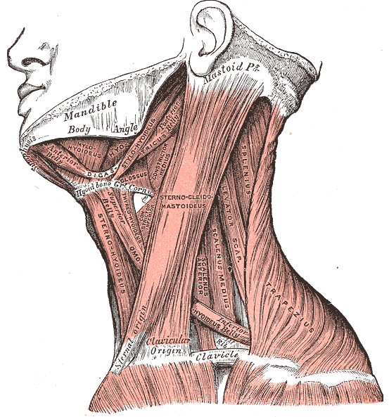 Just in case you're a little fuzzy on all the anatomy talk here, here's a quick view!