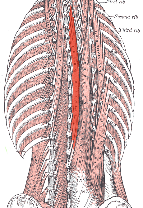 Image from Grey's Anatomy of Erector Spinae and intermediate spinal muscles.