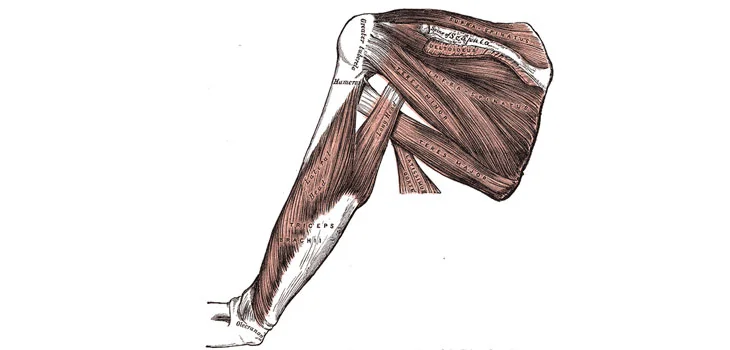 A lovely small image from Gray's Anatomy.