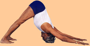 BKS Iyengar shows off a HUGE range of shoulder mobility here in downward facing dog, which is not necessarily how the pose should look or should feel on anyone's body. (Nor should everyone try downward facing dog at all!)