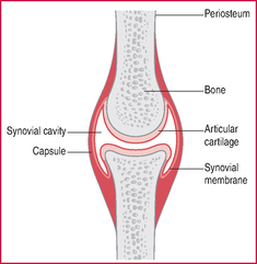 Notice the synovial cavity is filled with fluid!
