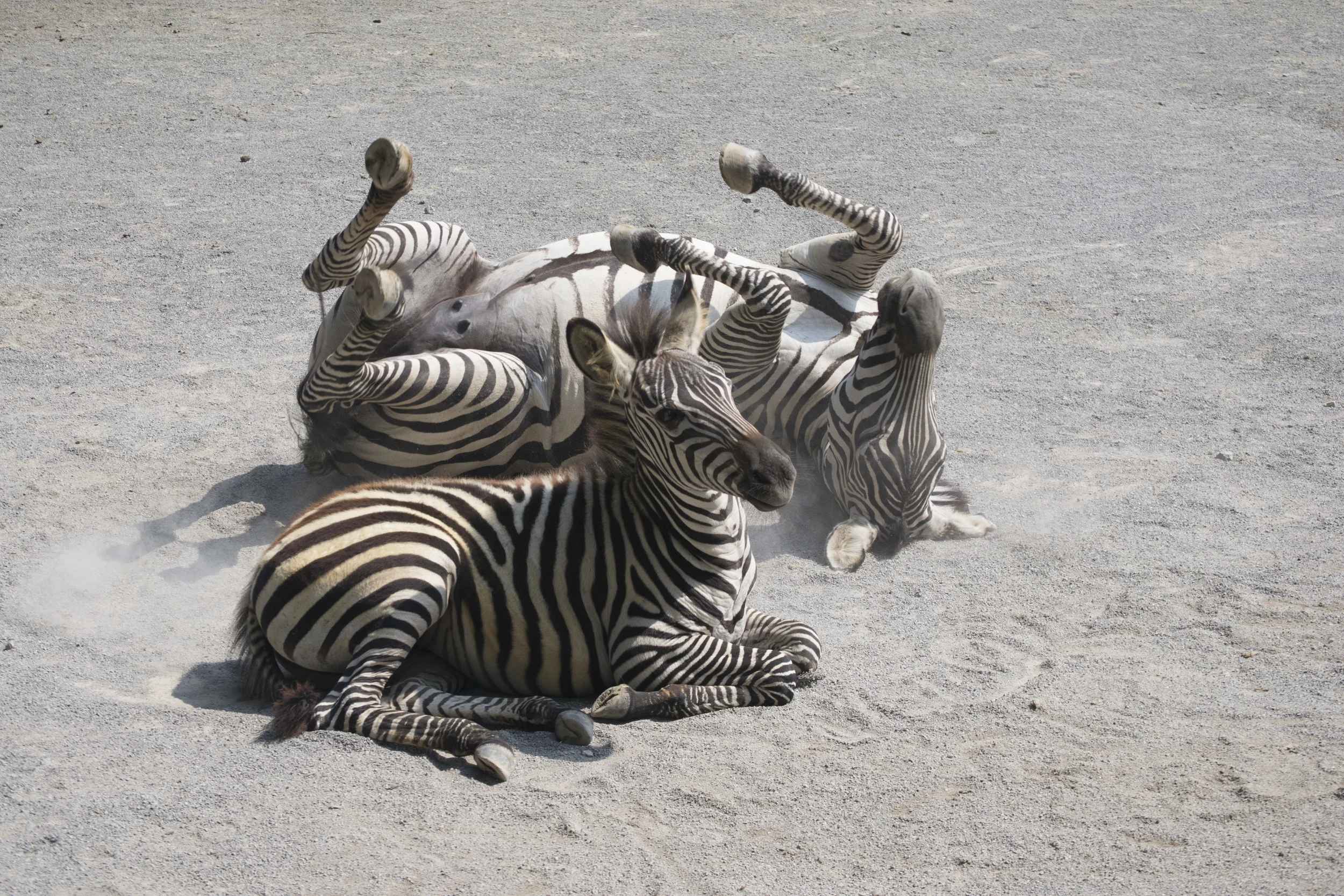 I took this picture at a zoo last year- I loved the one sedentary zebra juxtaposed with the crazy rolling zebra.&nbsp; We tend to be a teensy bit sedentary which affects our range of motion and flexibility-lets move more, folks!