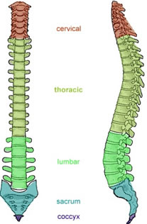 This image on the right shows a "normal" spinal curvature.