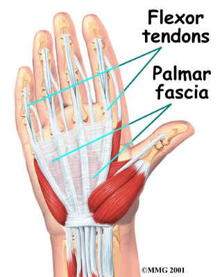 My pain was in the base of the palm at the conjunction of all of the flexor tendons.
