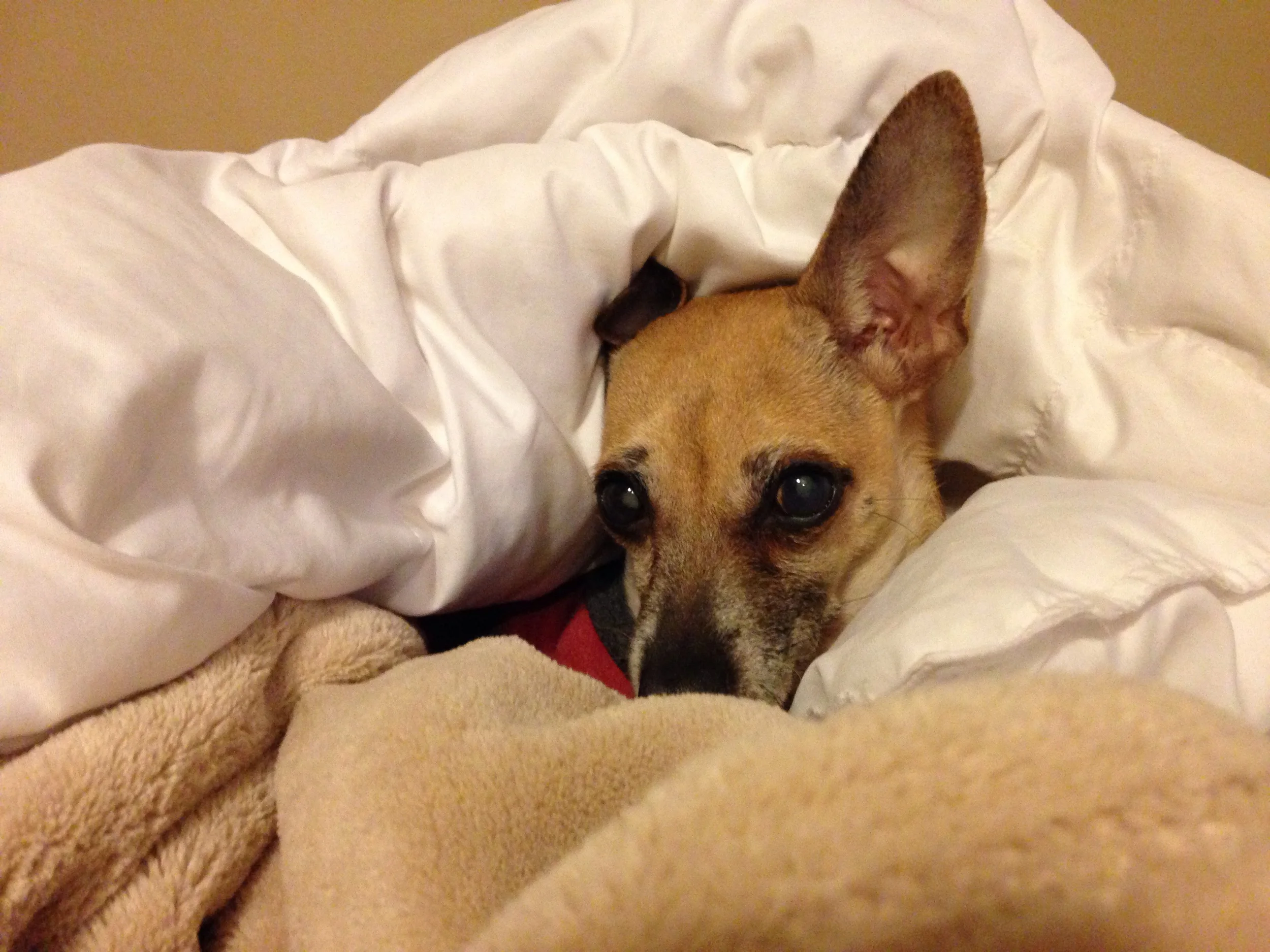Here's a picture of my mostly blind dog, just because. She had eye surgery this summer and with care, we've been able to transition off of all of her glaucoma meds and most of her antibiotics. She still likes short walks and daily carrots.
