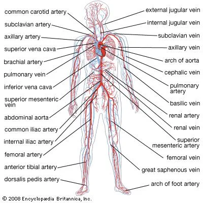 Most of us think of the heart as the sole mover of blood, but what about our muscle movement?  Katy Bowman suggests that the heart is not the only mover of oxygenated blood in the body!  (Image from Encyclopedia Brittanica)
