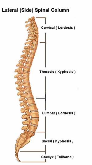 Natural Curves of the Spine