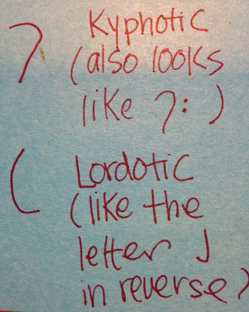 Anatomy Corner What Do The Words Lordosis And Kyphosis Mean Musicians Health Collective