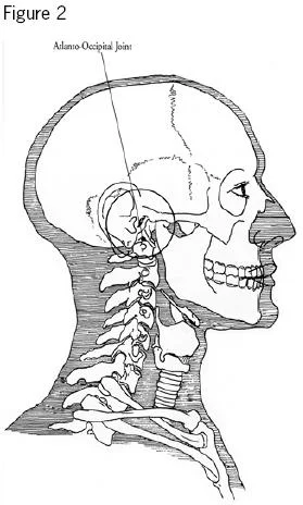 The junction between your skull and your spine is actually much higher than most people realize- if you stick your fingers in your ears, you're around the right height of the joint.