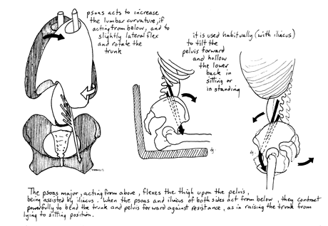 This beautiful image from the Body Moveable, by David Gorman , shows how the psoas acts in sitting, and how it can flex the hips i sitting. Notice the two images on the right and how the length and role of the psoas differs.