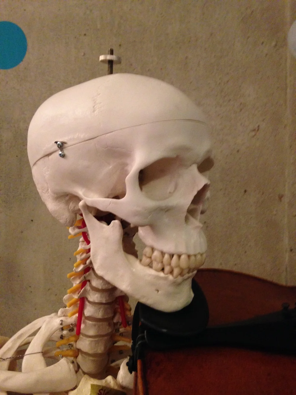 Many violinists and violists turn the head out to look at the fingers, but over time, this can create stress and strain on the Left levator scapula!