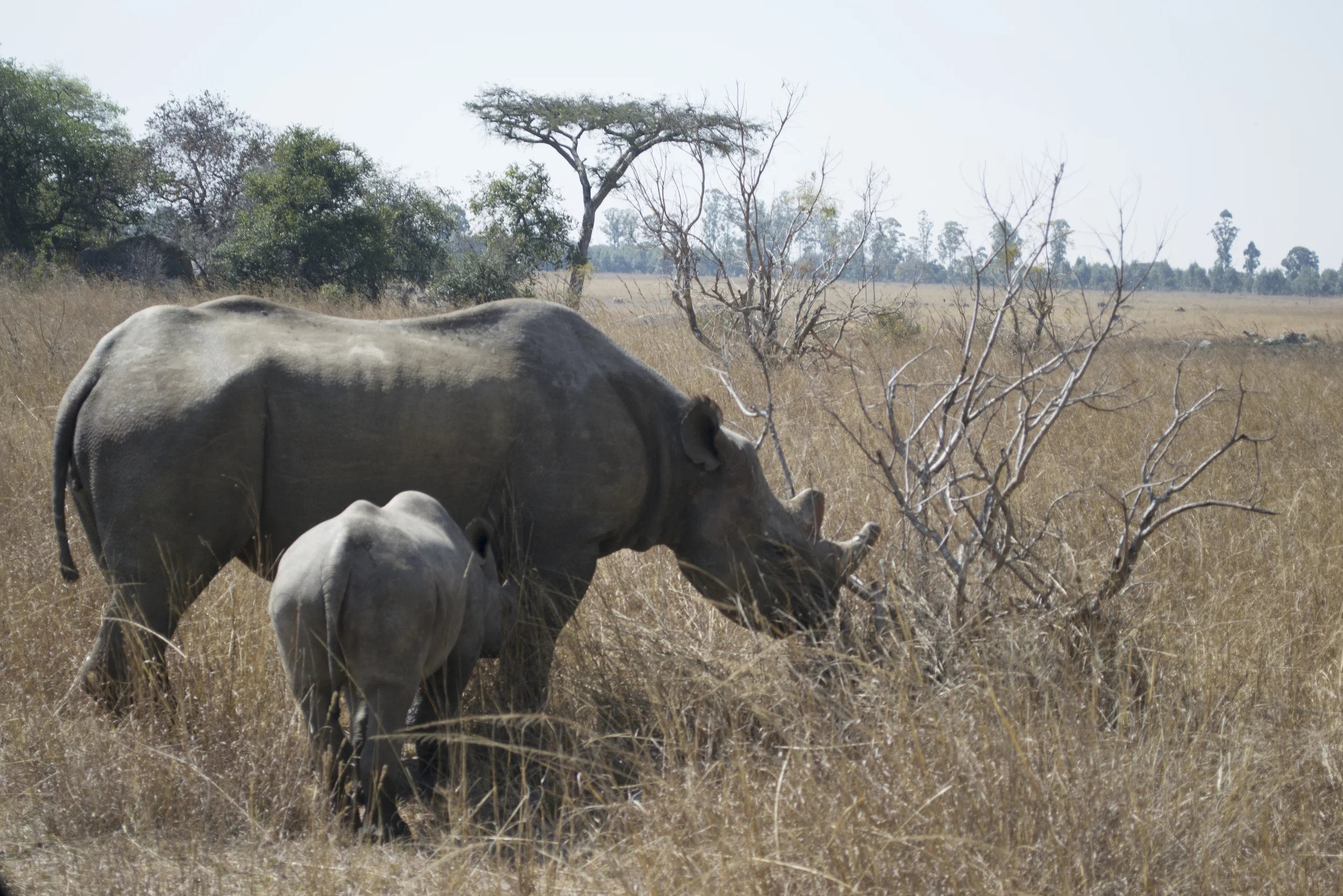 I had the opportunity to visit Imire rhino reserve outside of Marondera-such a treat!