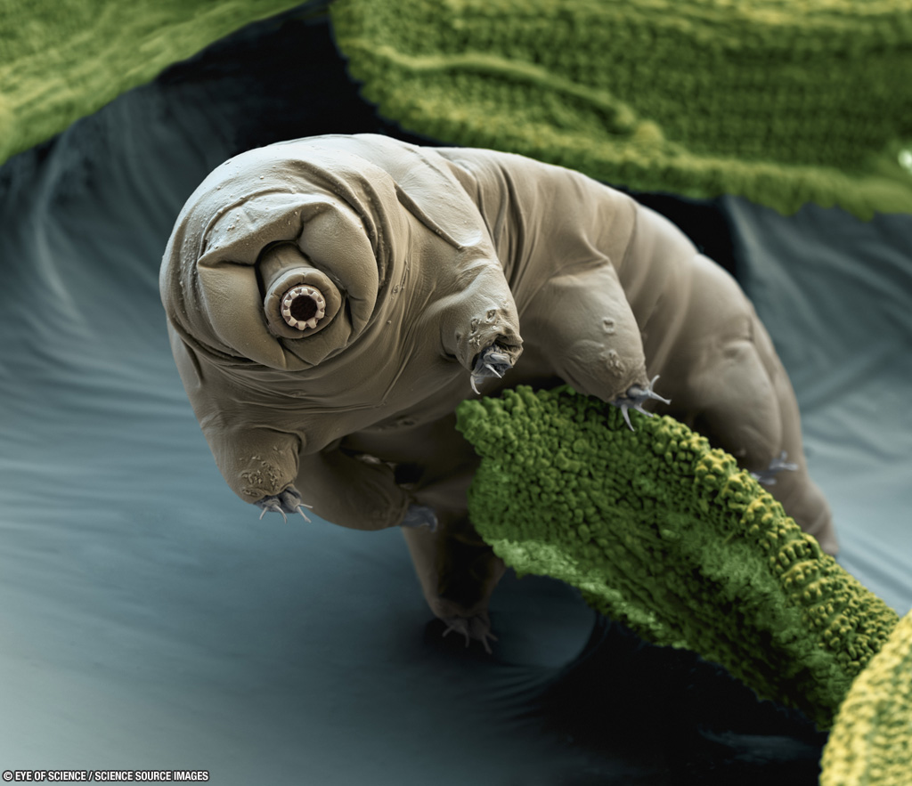 editor's note: This is a tardigrade. I had no idea what it was.