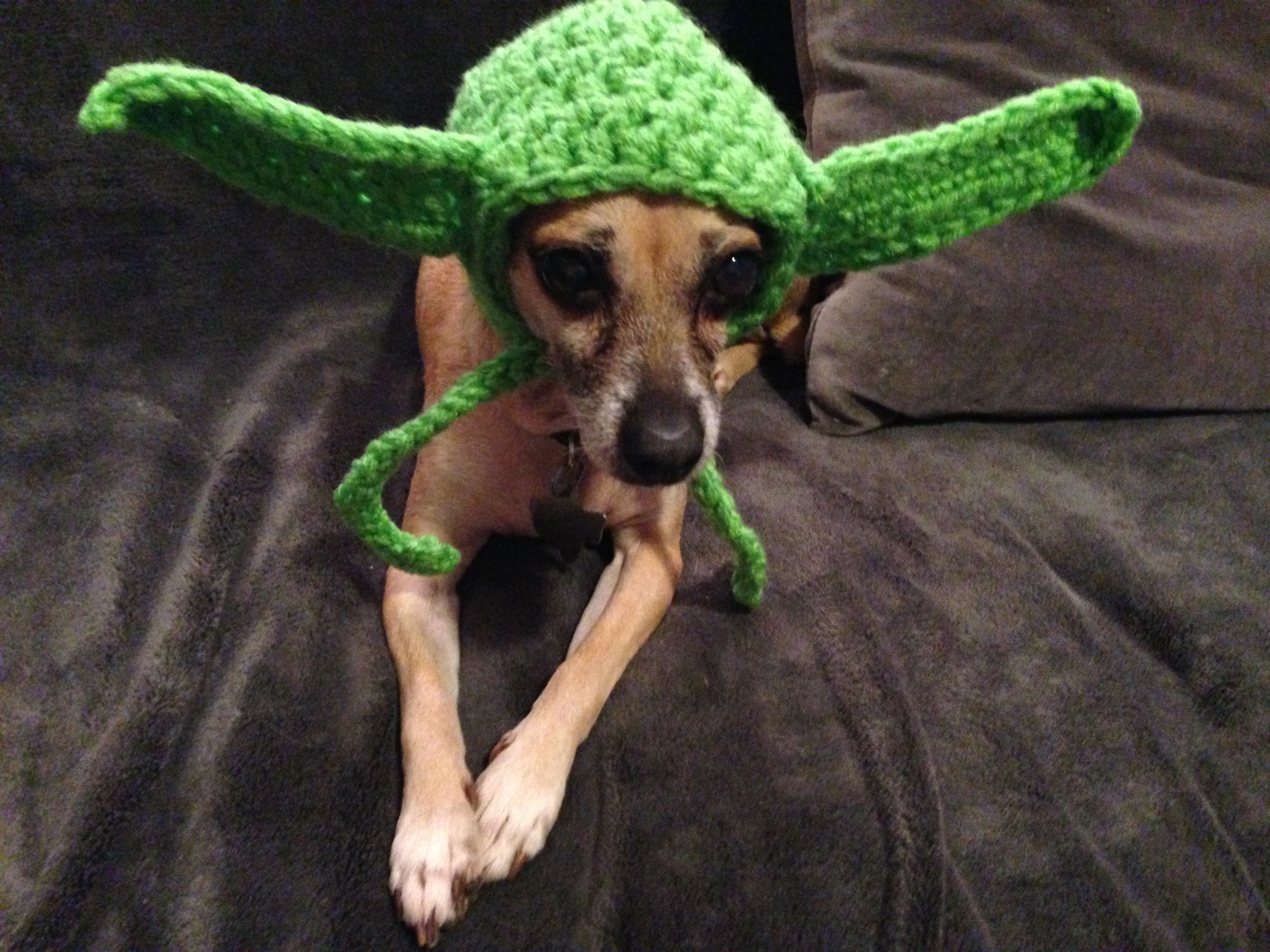 From me and my blind chihuahua Missy, Happy New Year!