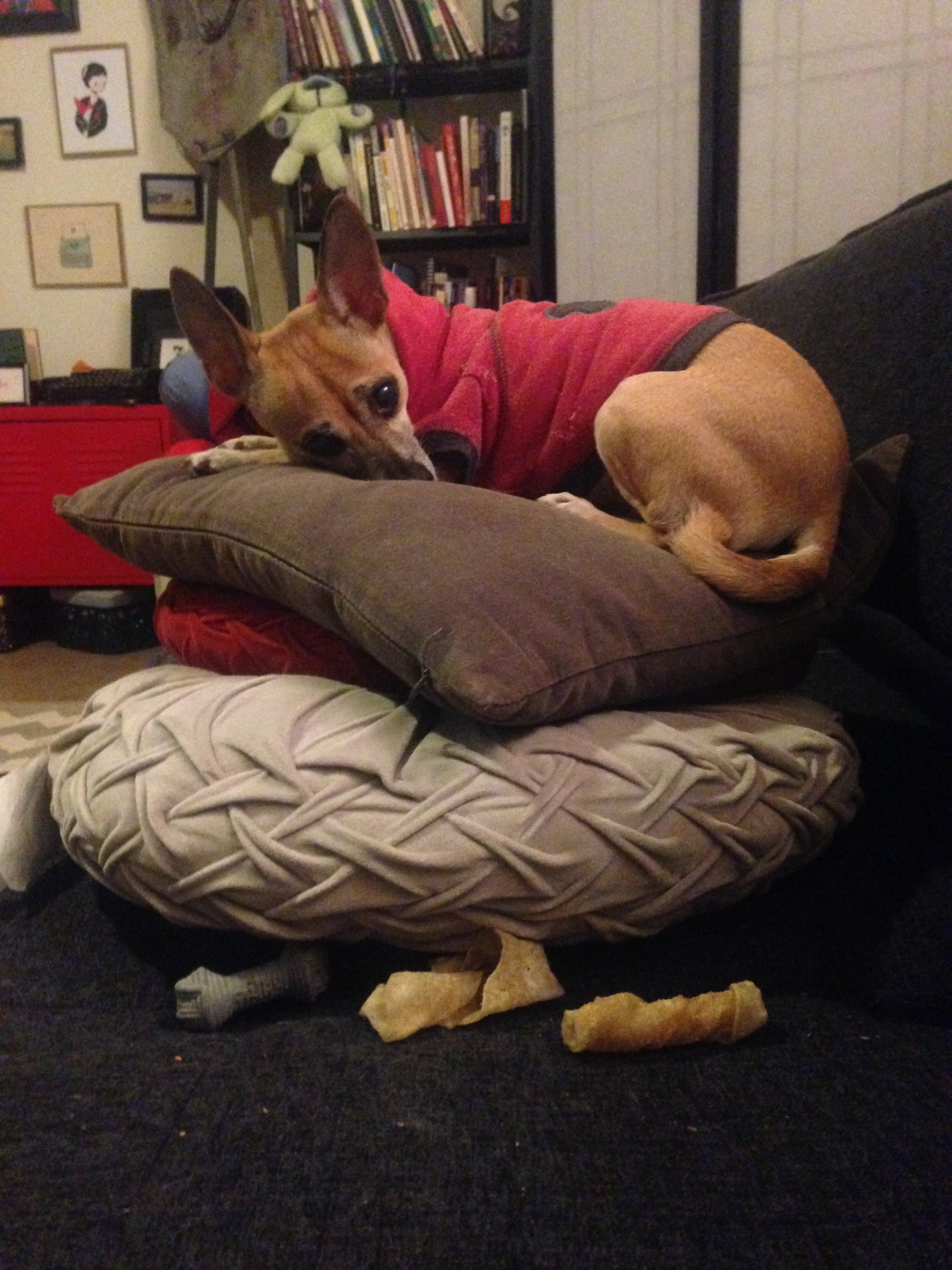 Even though my dog is quite blind (and sometimes runs into things), she loves going outside for walks. She also loves sleeping on pillows.