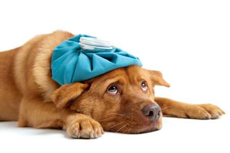 This may be you on stress, or how you feel trying to read this blog on mechanical stress.
