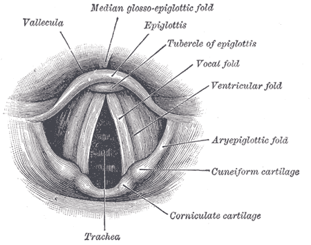 Image courtesy of wikipedia