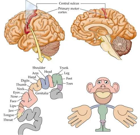 This curious illustration shows where the body map "lives" within the structure of the brain, but also the disproportionate nature of the map, .i.e., not all areas of the body have the same quantity of nerve receptors and awareness. Image courtesy of Neurocirugia.