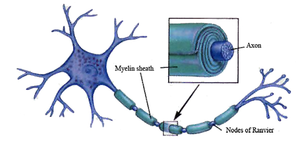Image courtesy of Neuroscience and Psi.