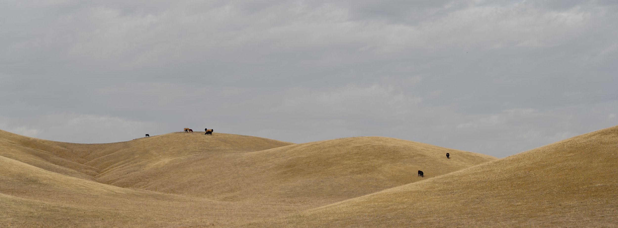 Grass (Lake County, CA)