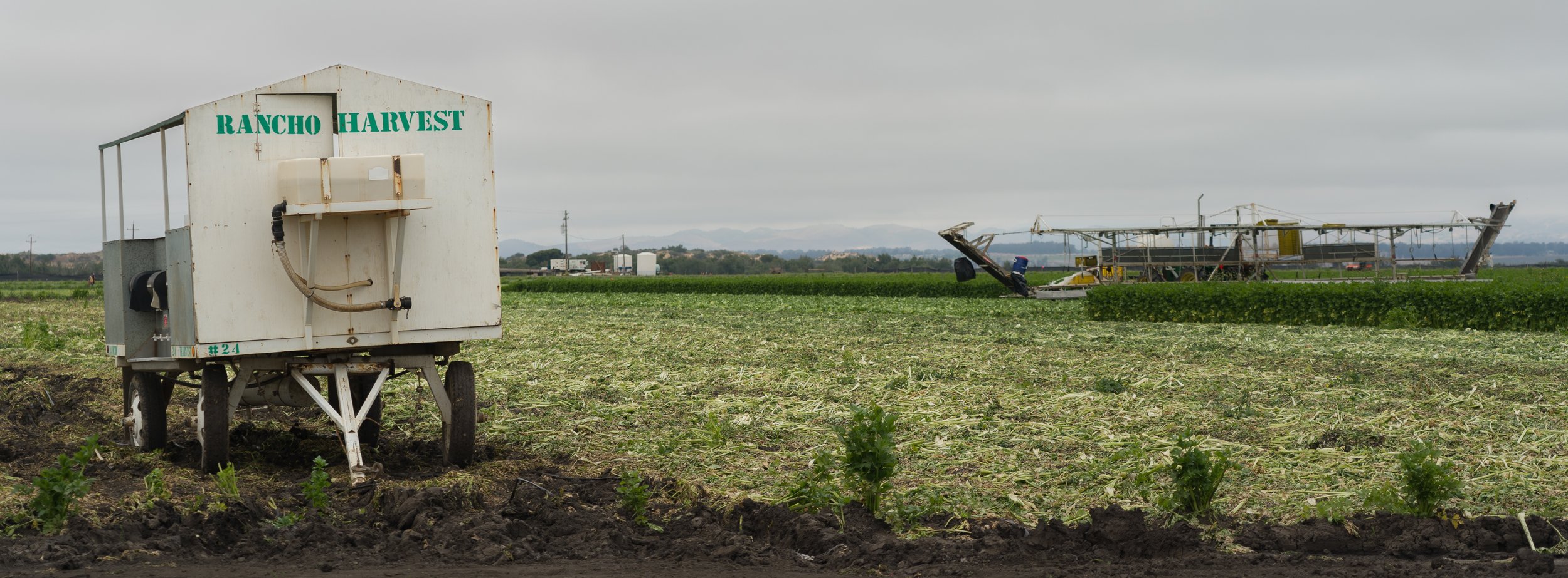 Harvest (Guadalupe, CA)