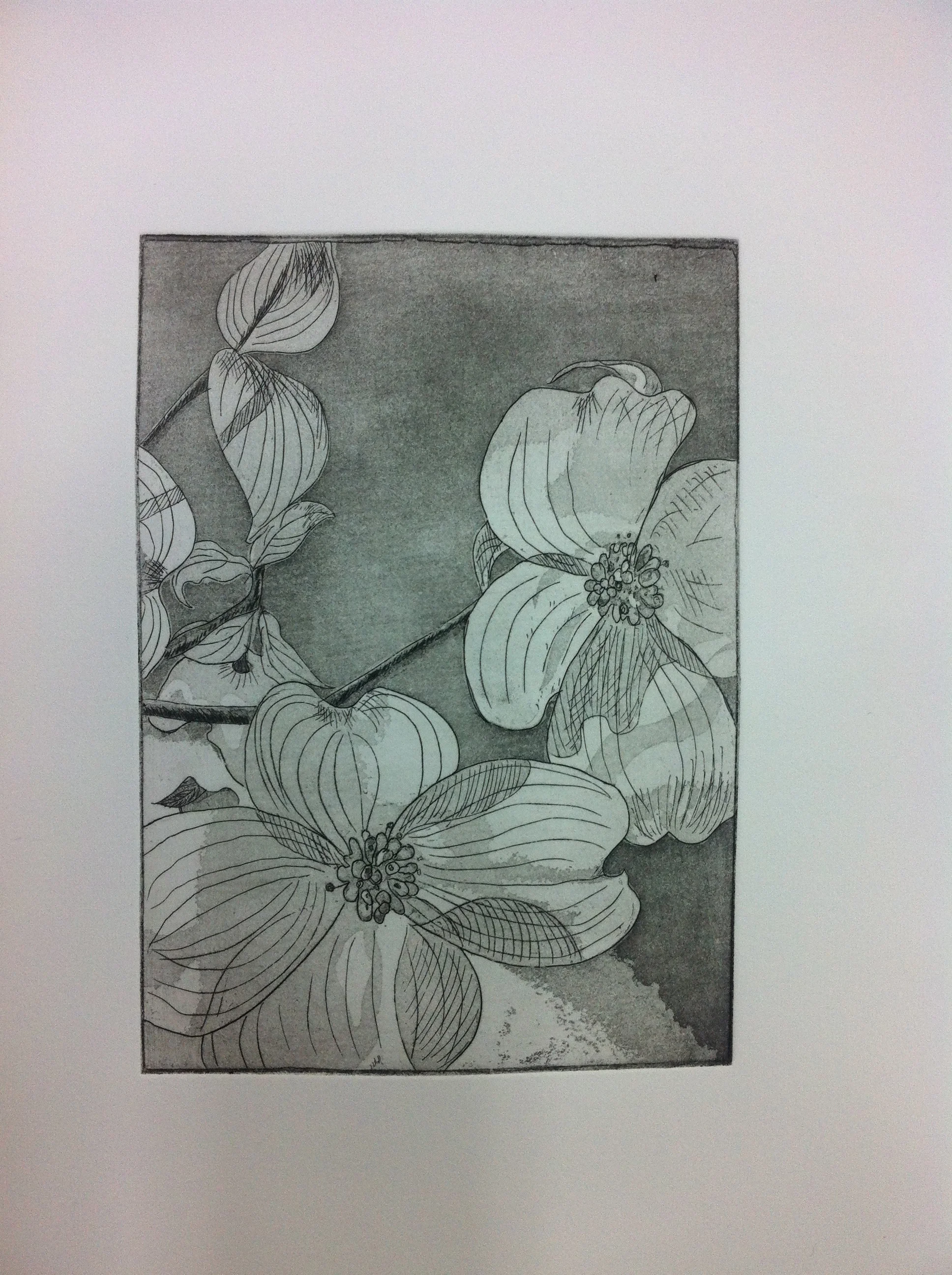 Alessandra's Dogwood / Intaglio / 8x10"