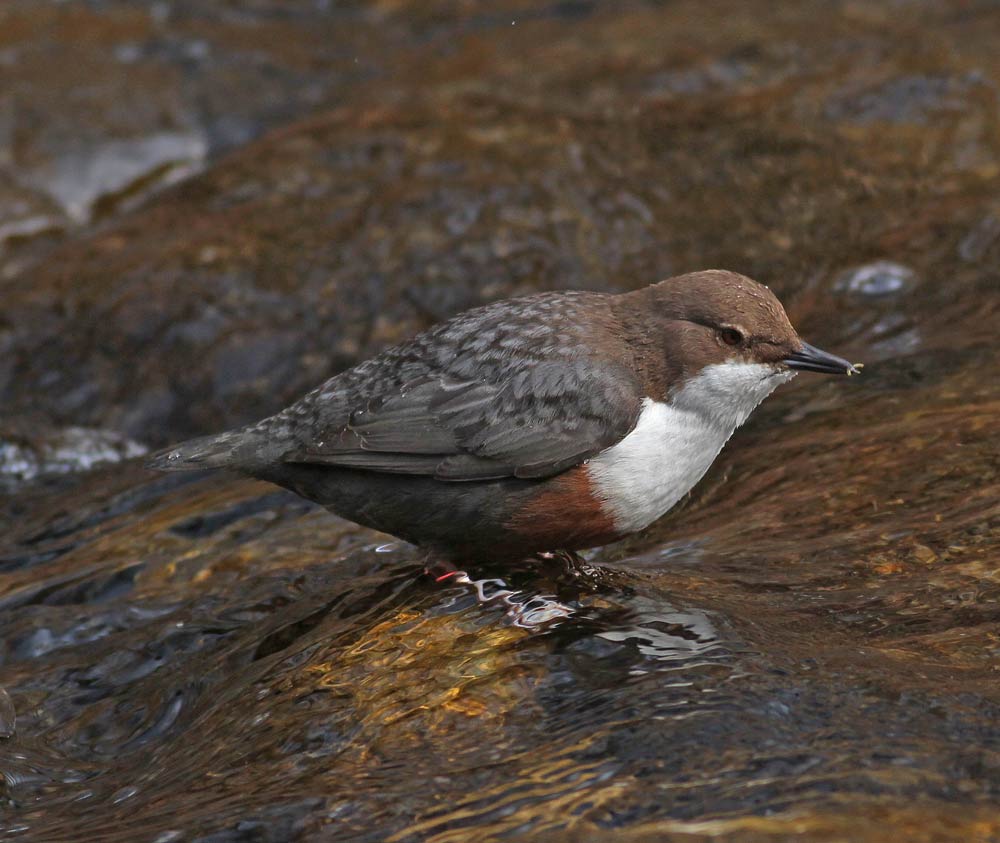 Wasseramsel 1.jpg