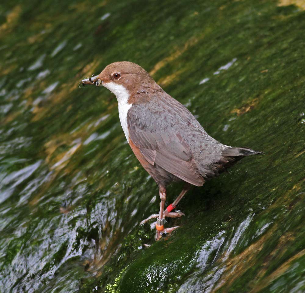 Wasseramsel 3.jpg