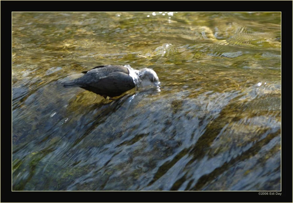 Wasseramsel 8 ED.jpg