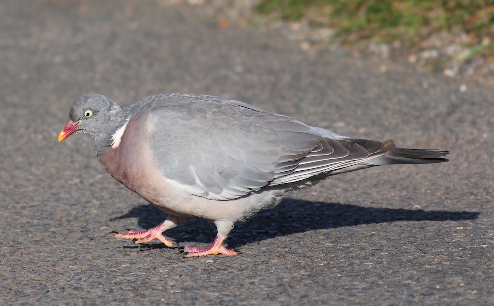 Die Ringeltaube - ein häufiger Vogel in Parks und Wäldern.