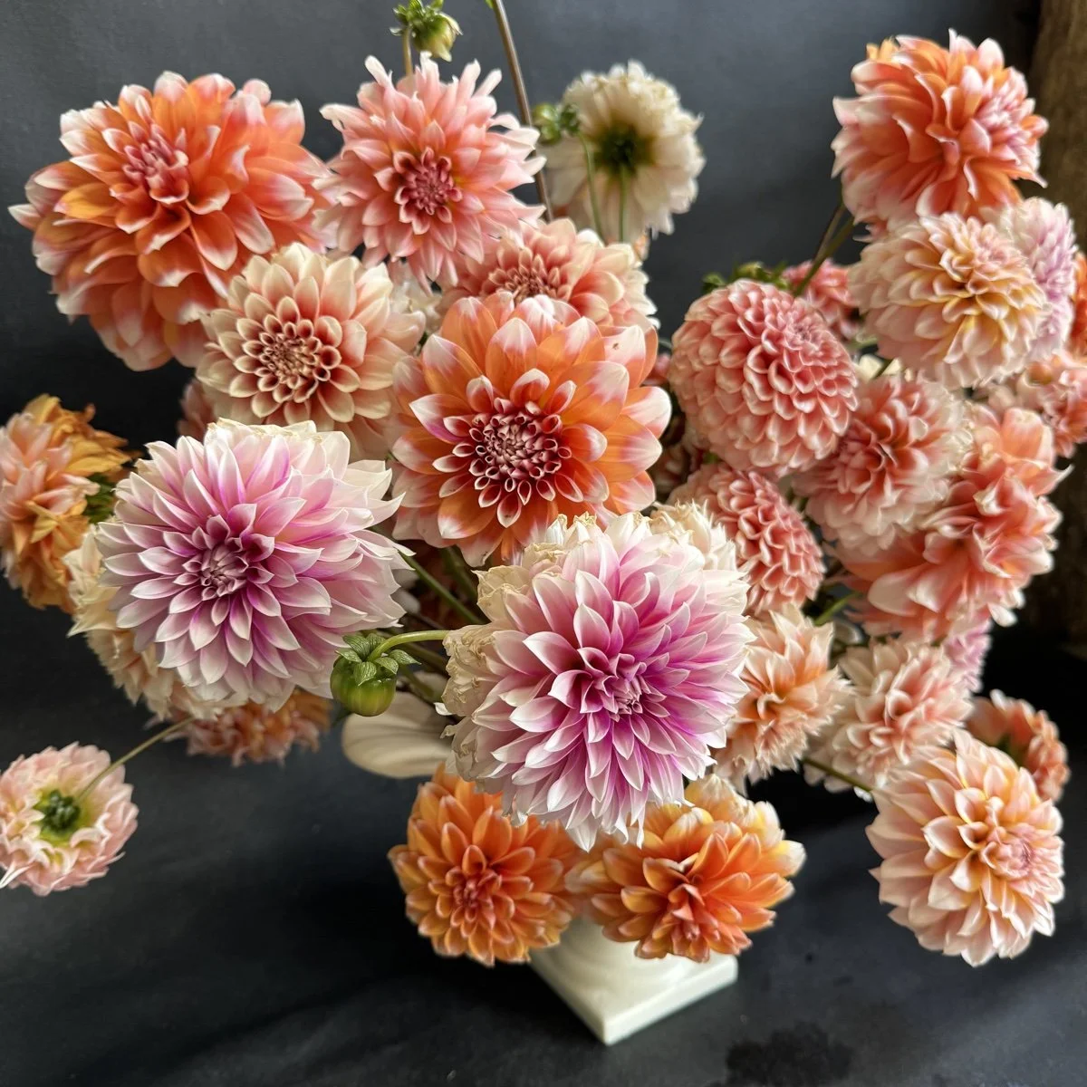 Bicolor Dahlia Tuber Collection.jpg