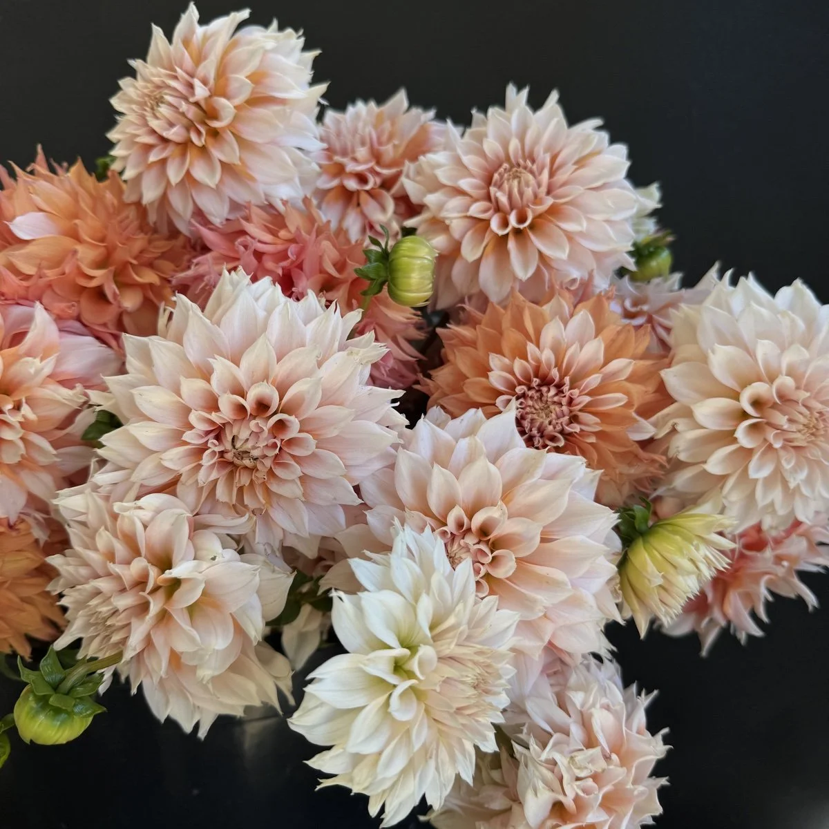 Dahlia Lee’s Fizzy Lizzy.jpg