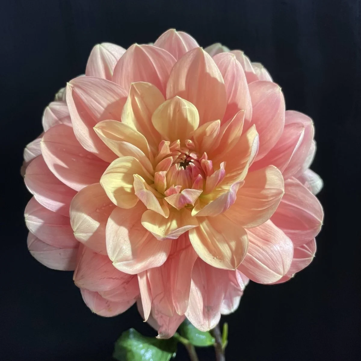 My Forever Dahlia.jpg