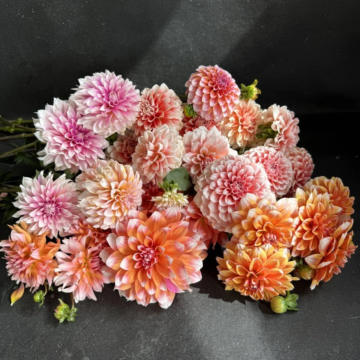 Bicolor Dahlia Tuber Collection.jpg
