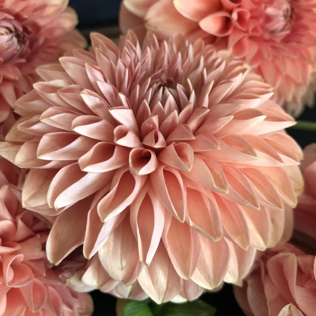 Dahlia Rossendale Peach