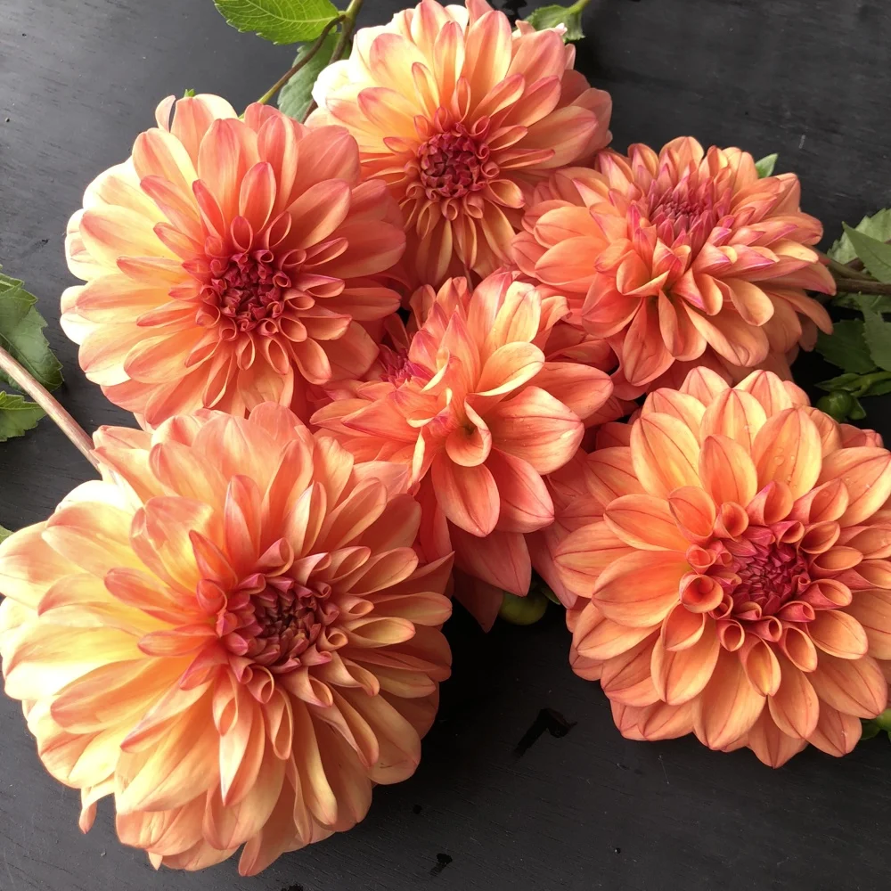 Robann Butterscotch Dahlia