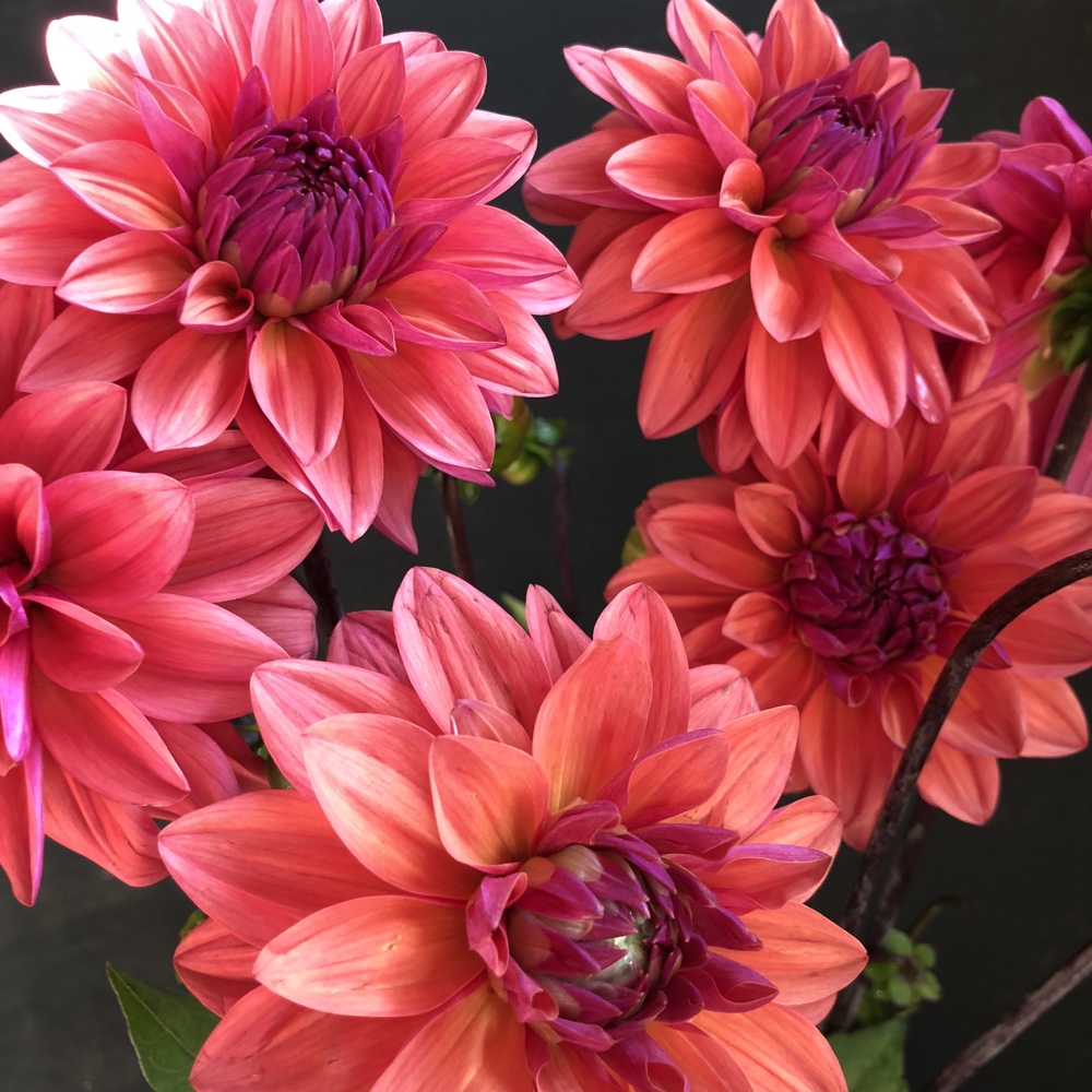 American dawn dahlia