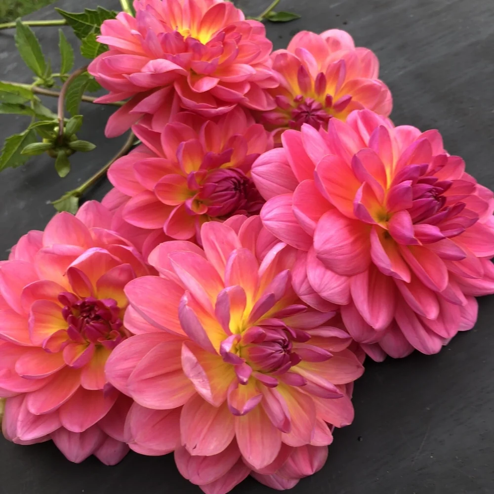 dahlia wildwood marie