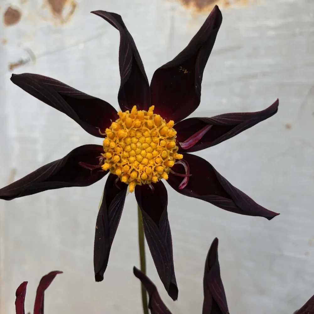 veronne's obsidian dahlia
