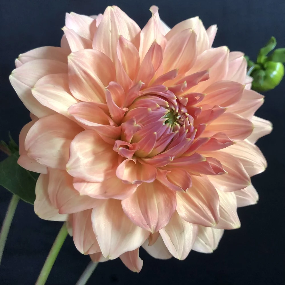 Peach Bud Dahlia