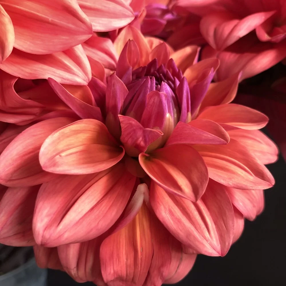 American Dawn Dahlia