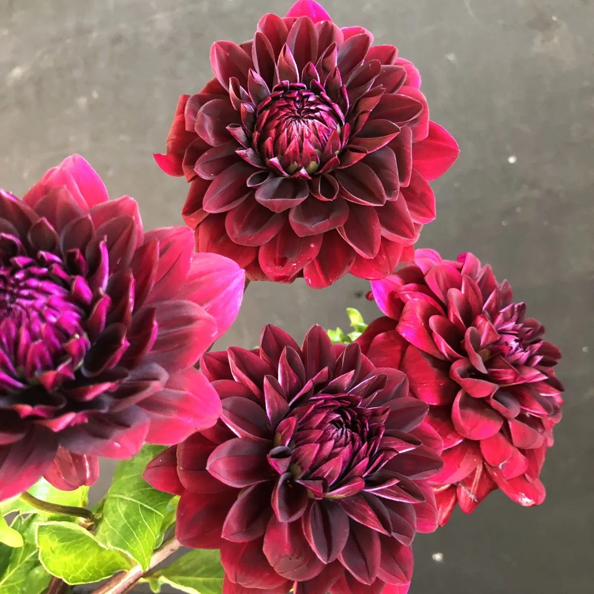 Voodoo dahlia