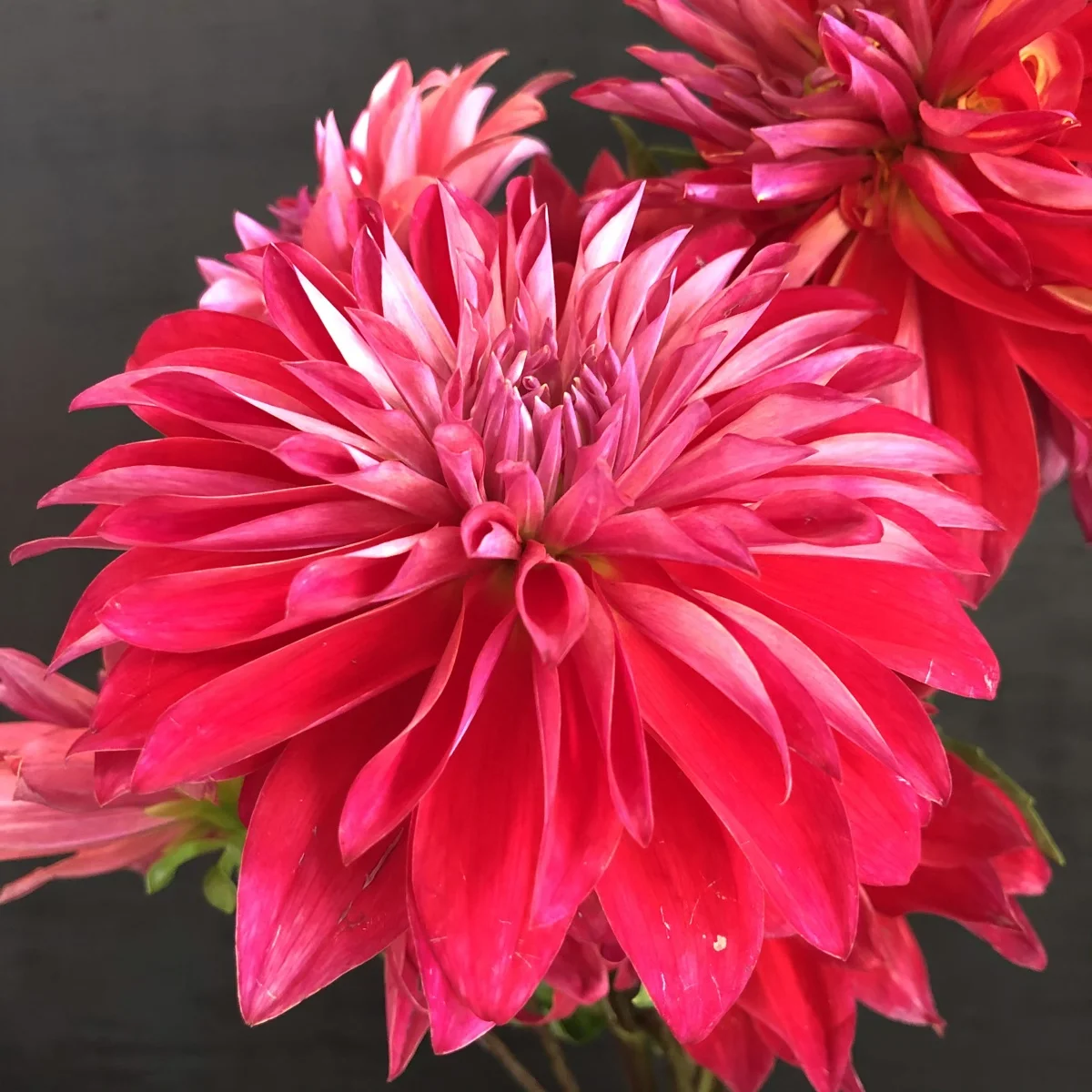 Dahlia bacardi