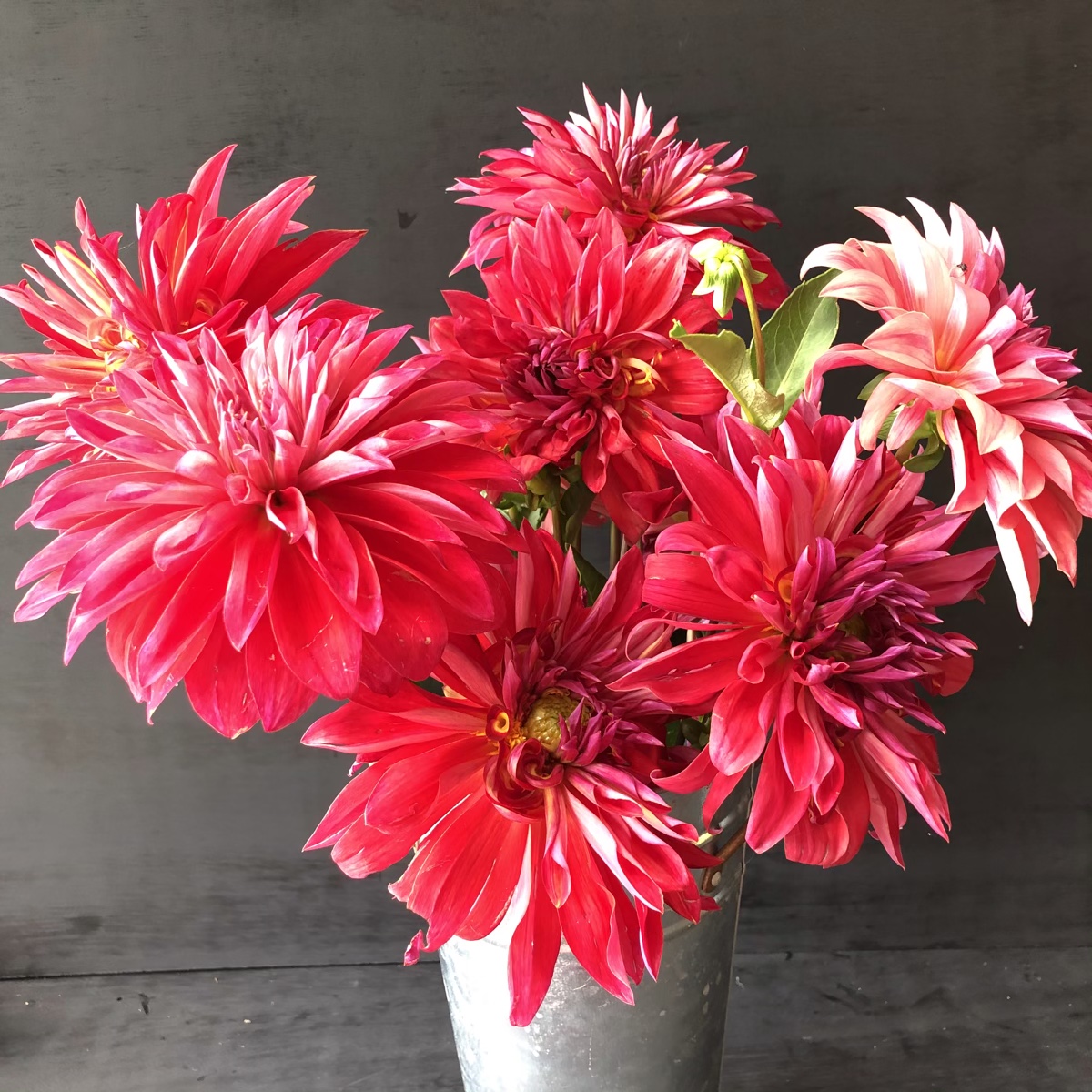 Bacardi dahlia