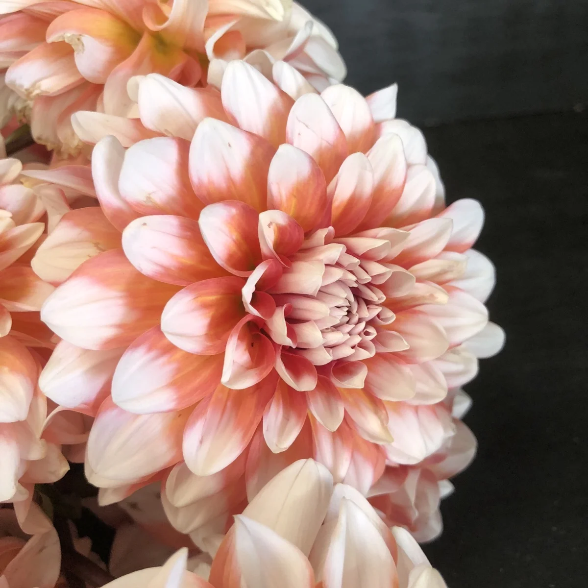 A La Mode Dahlia