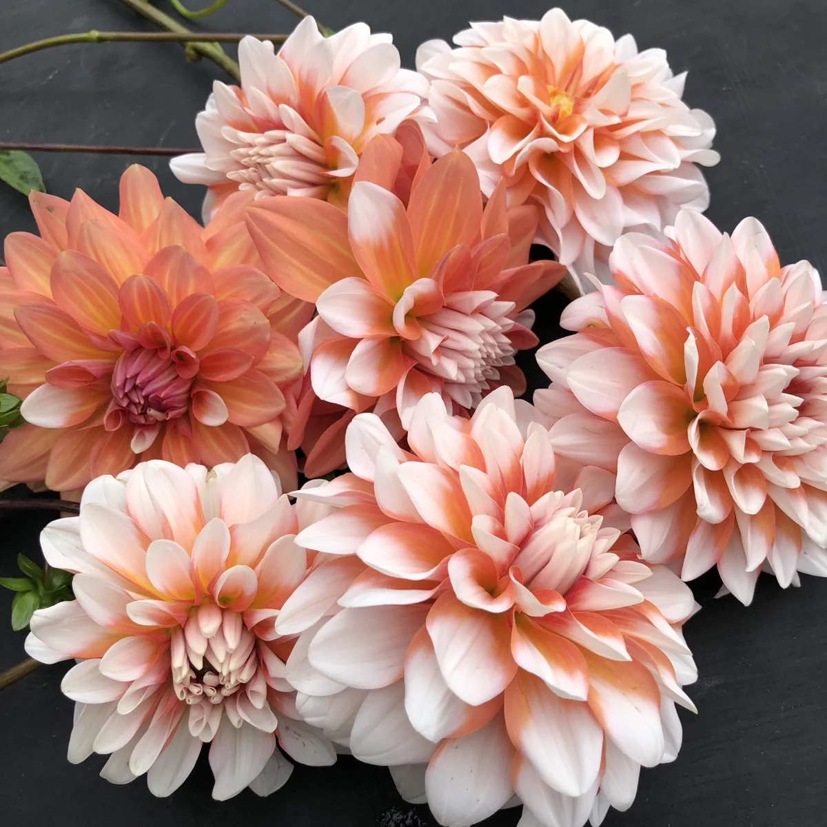 Dahlia A La Mode