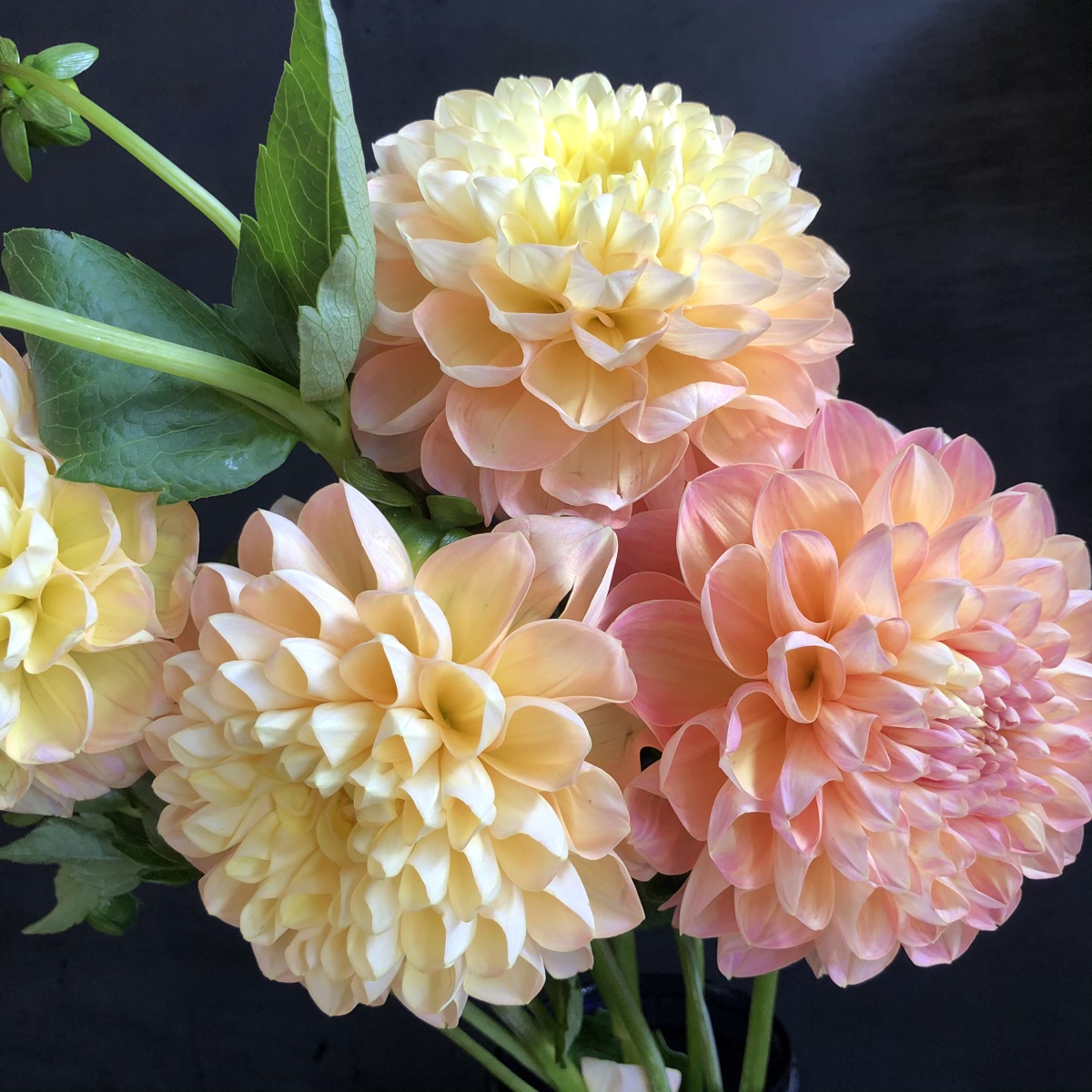 Dahlia Honeydew