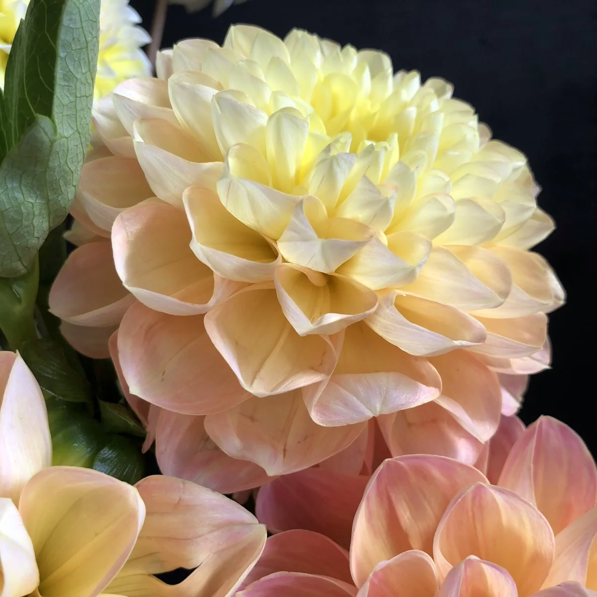 Honeydew Dahlia